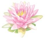 Ninfea fiore S
